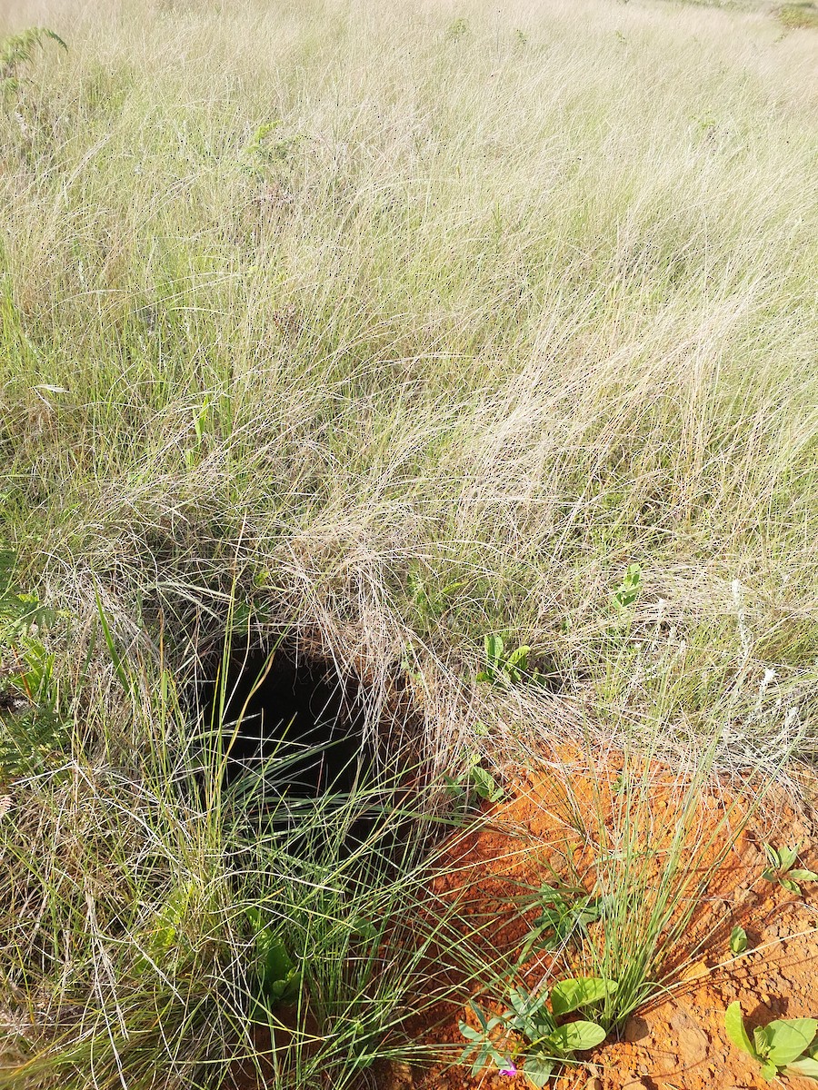 Montane Blue Swallow - ML645769387