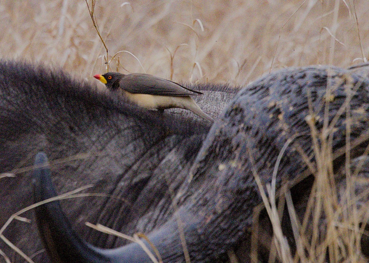 Yellow-billed Oxpecker - ML645769390