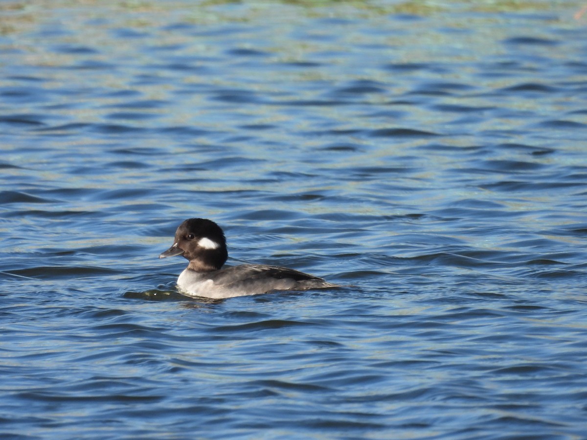 Murgilari buruzuria - ML645769391