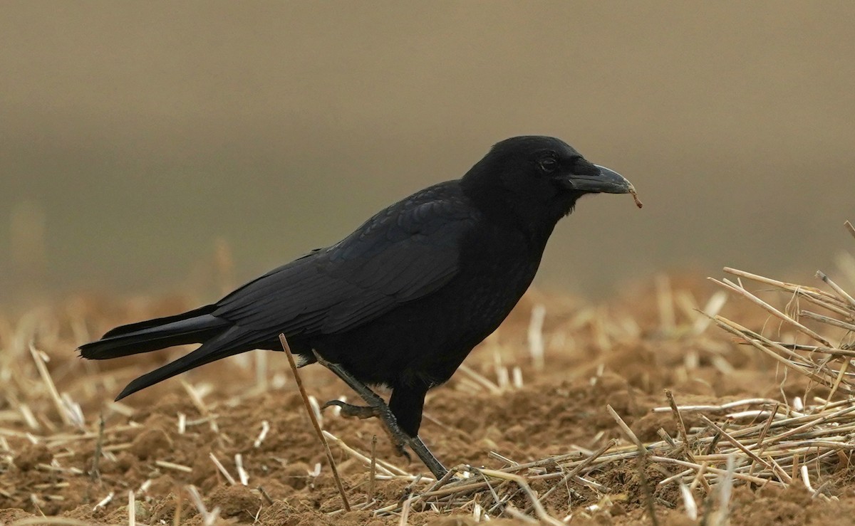 Belabeltza - ML645769392