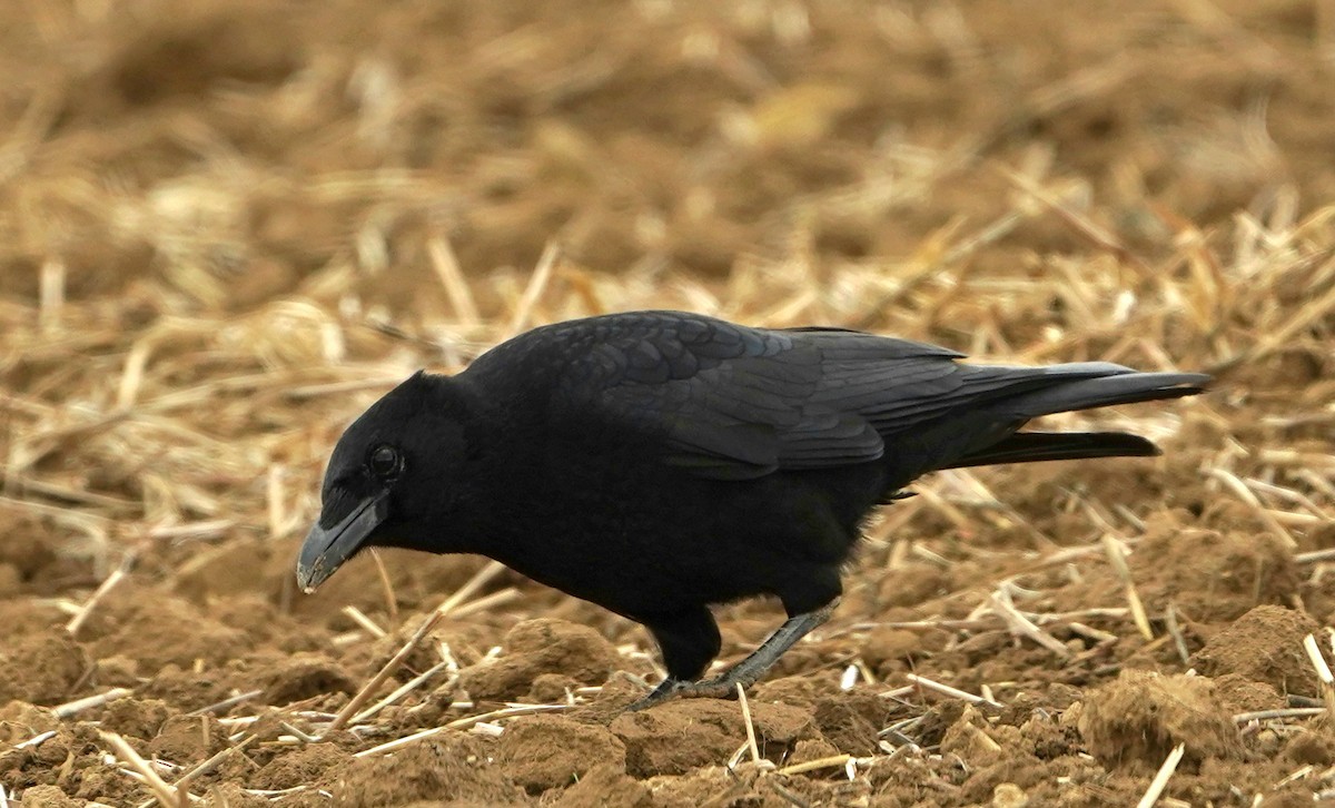 Belabeltza - ML645769393