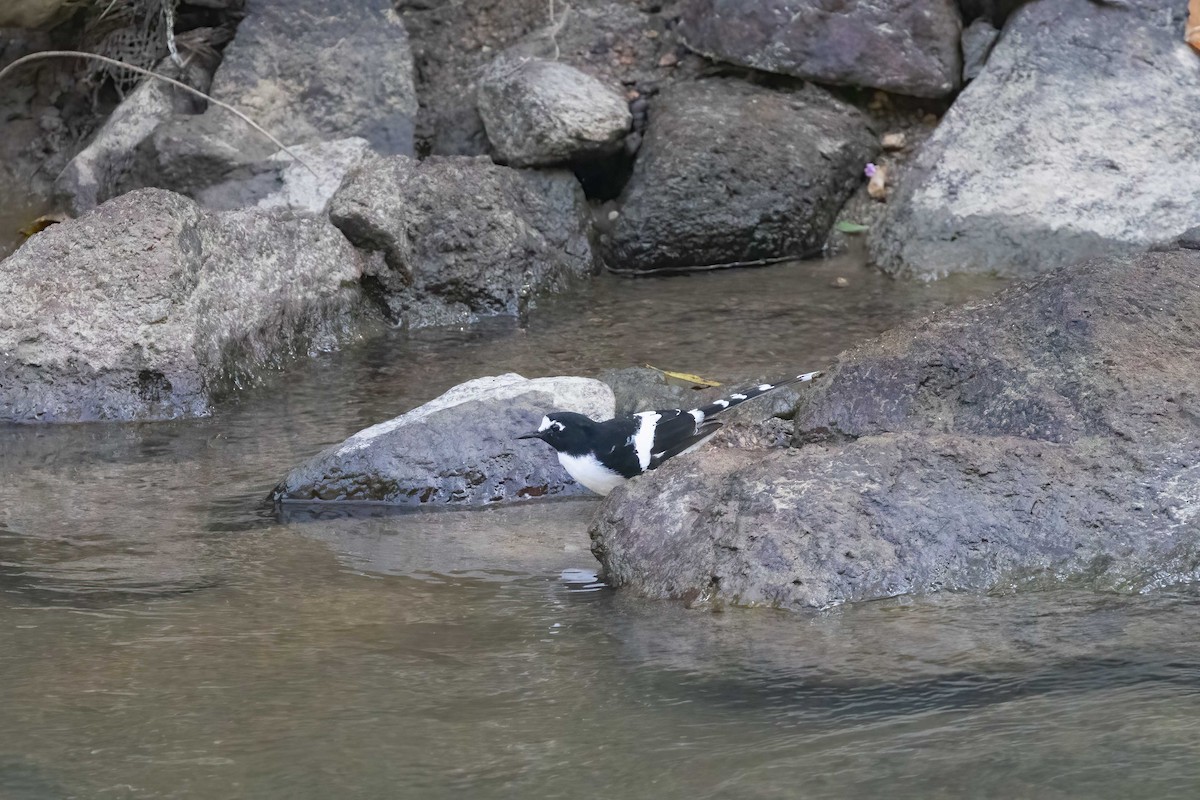 Black-backed Forktail - ML645769396
