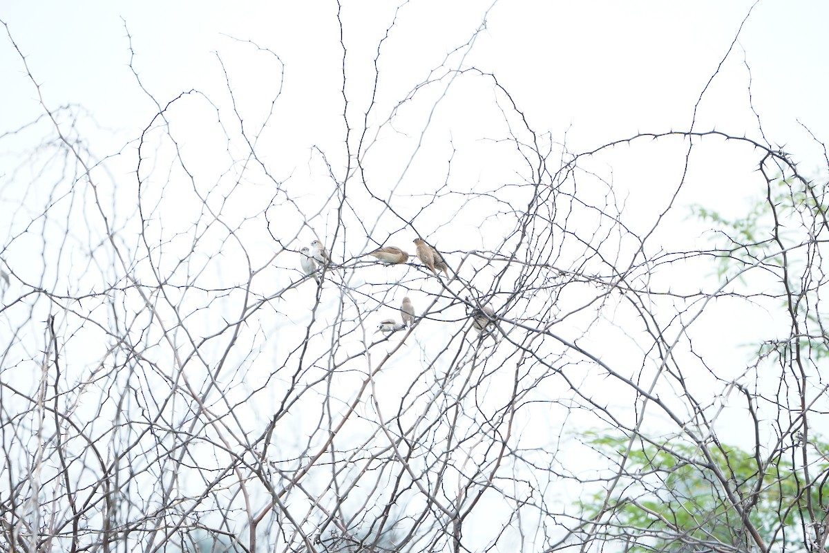 Indian Silverbill - ML645769398