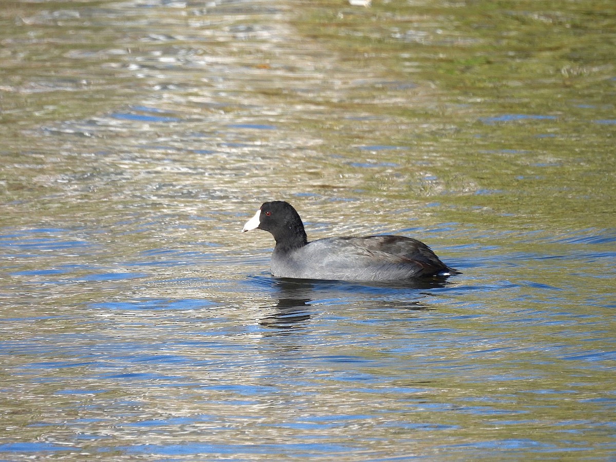 Kopetazuri amerikarra - ML645769399