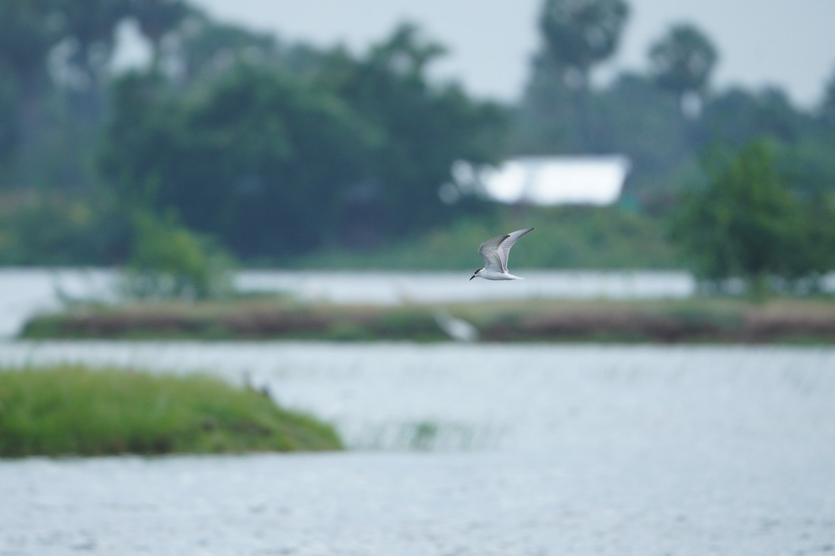 Itsas enara musuzuria - ML645769404