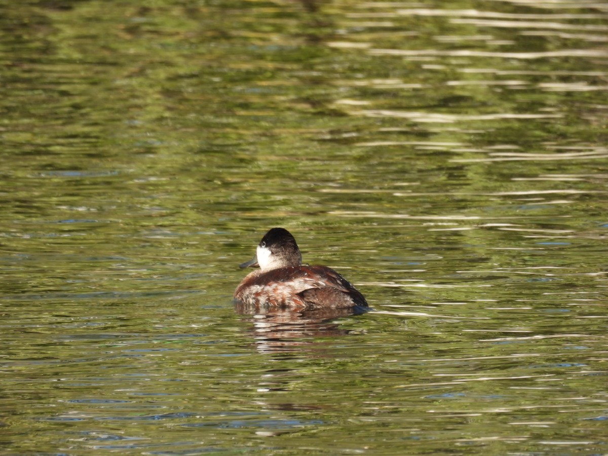 Ahate herdoiltsua - ML645769405