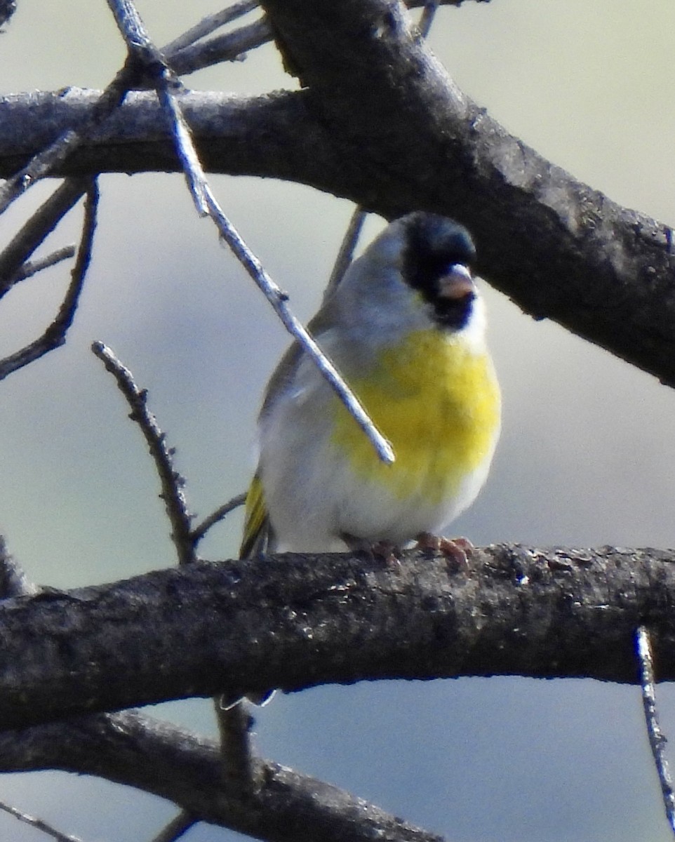 Lawrence's Goldfinch - ML645769406