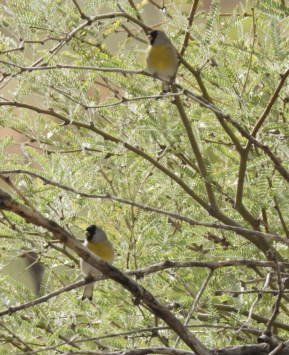 Lawrence's Goldfinch - ML645769407