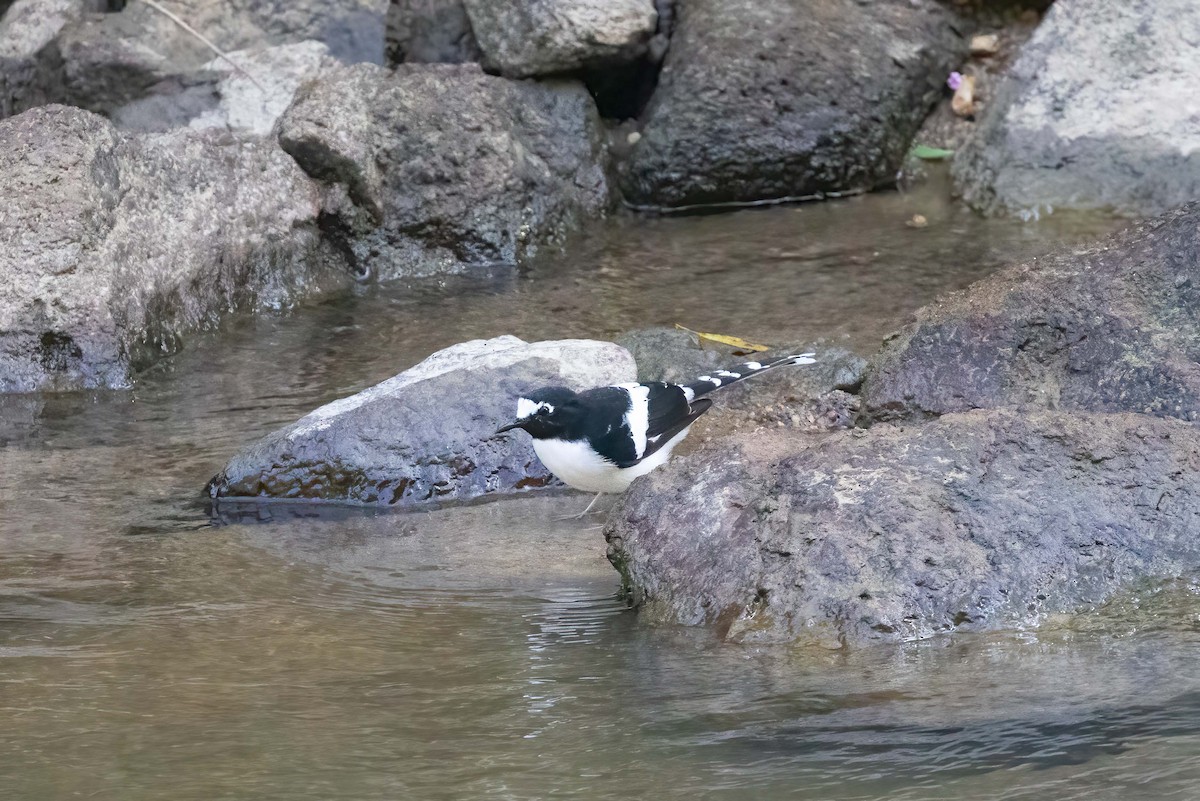 Black-backed Forktail - ML645769413
