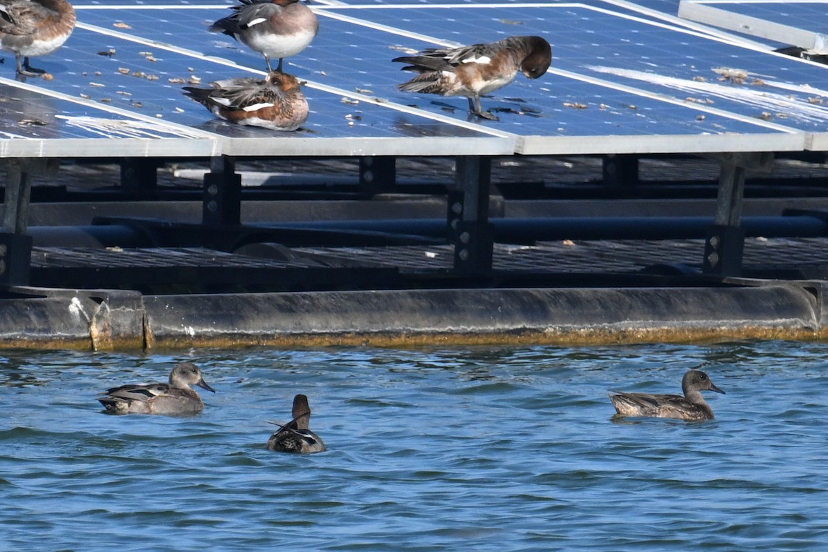 Igitai-ahatea - ML645769417