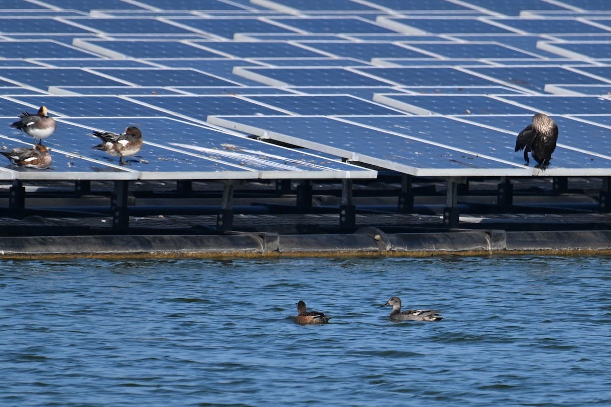 Falcated Duck - ML645769418