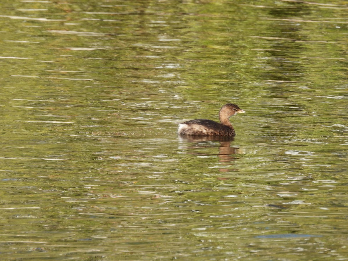 Txilinporta mokolodia - ML645769420