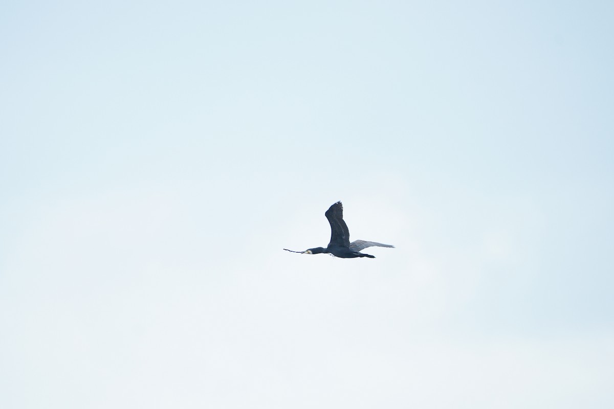 Ubarroi handia - ML645769421