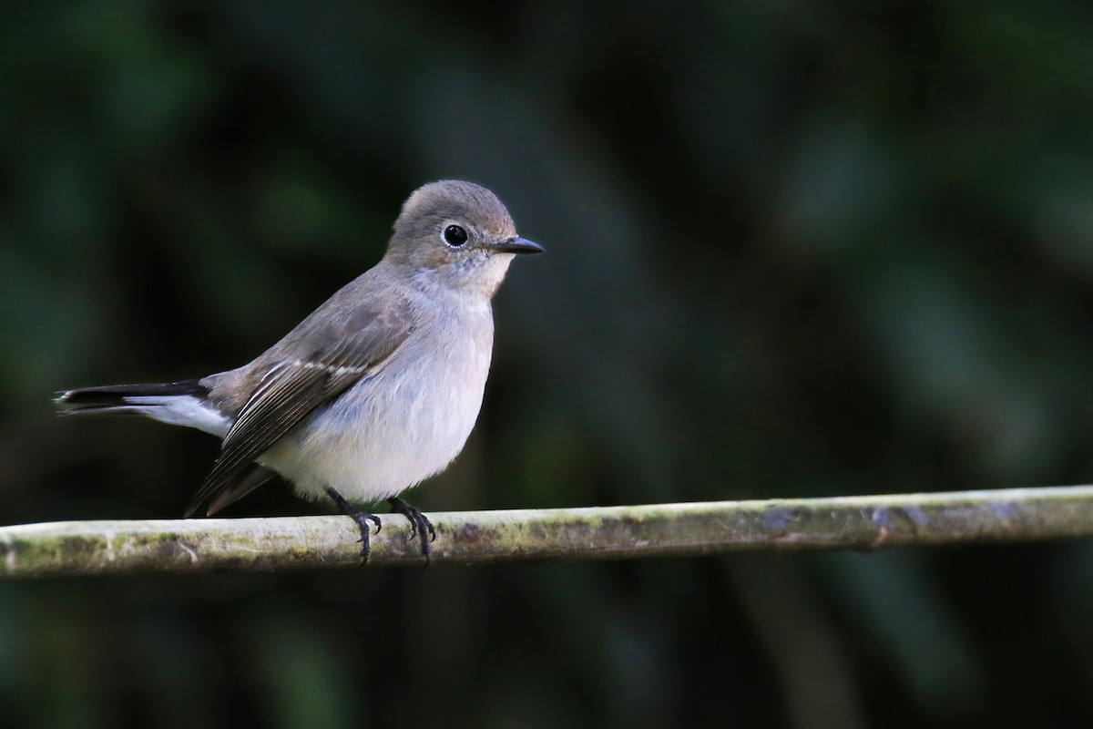 Taigako euli-txoria - ML645769425