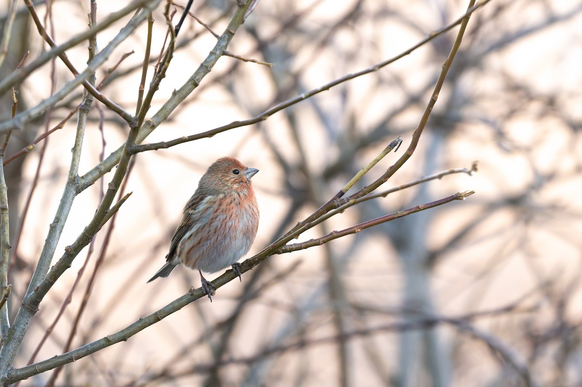 Pallas's Rosefinch - ML645769426