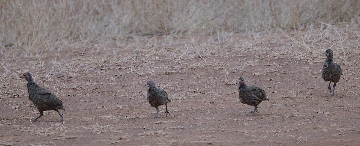 Swainson's Spurfowl - ML645769427