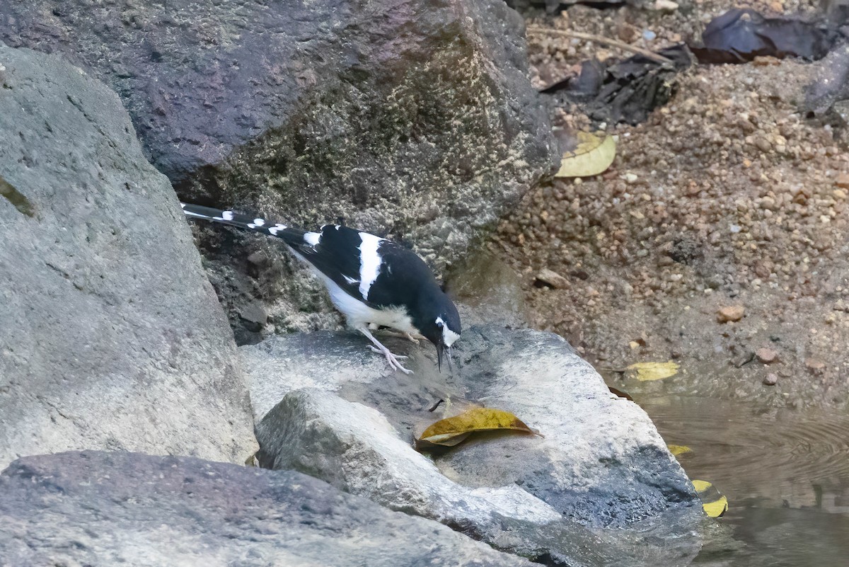 Black-backed Forktail - ML645769428
