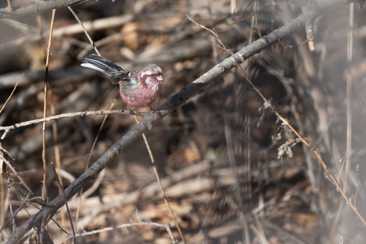 Long-tailed Rosefinch (Chinese) - ML645769429