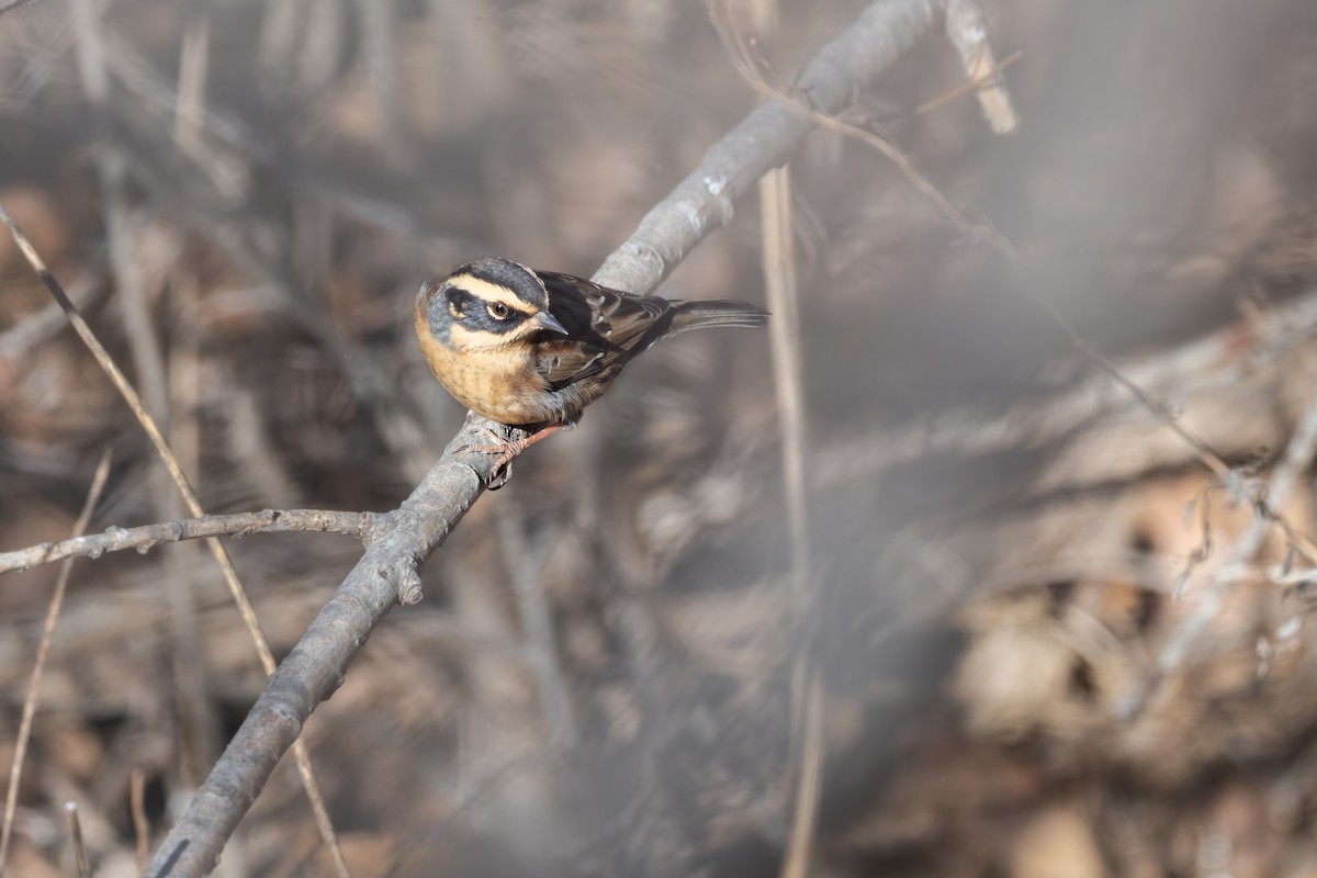 Tuntun siberiarra - ML645769431