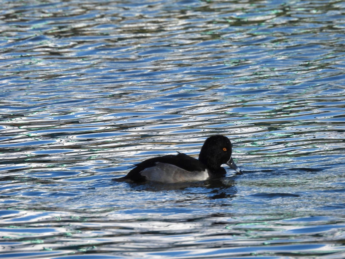 Murgilari lepokoduna - ML645769432