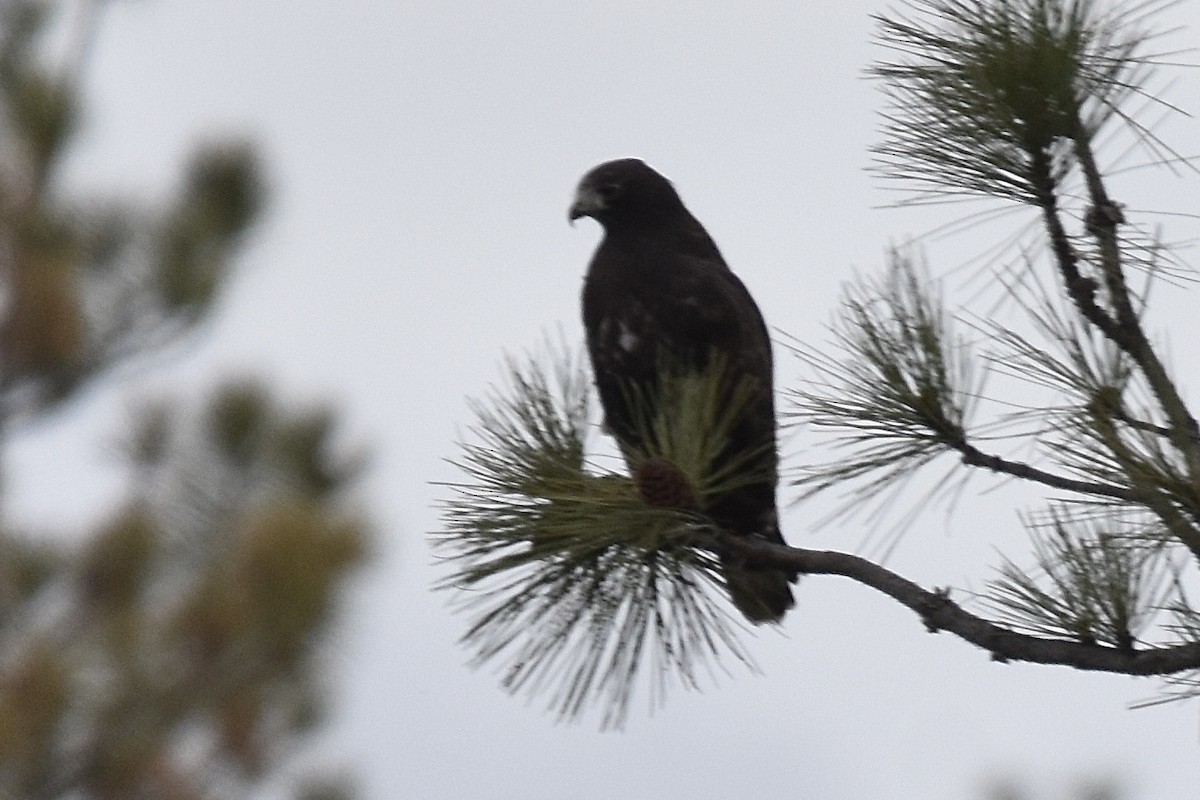 アカオノスリ（harlani） - ML645769434