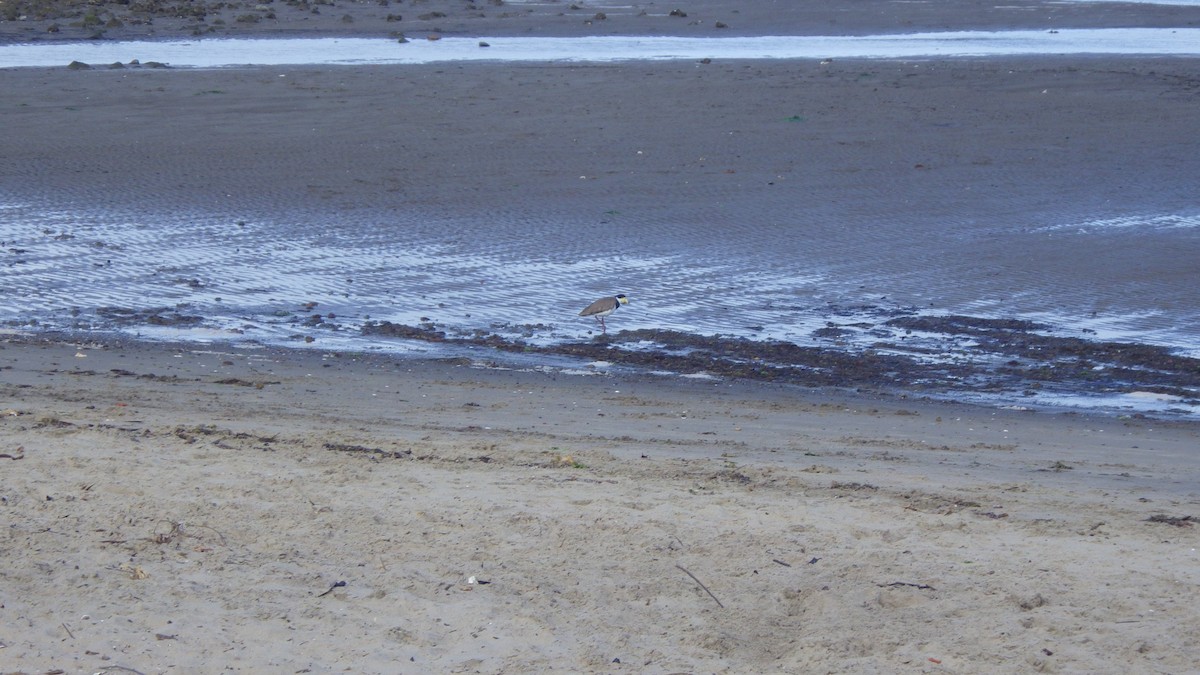 Hegabera maskaraduna - ML645769445