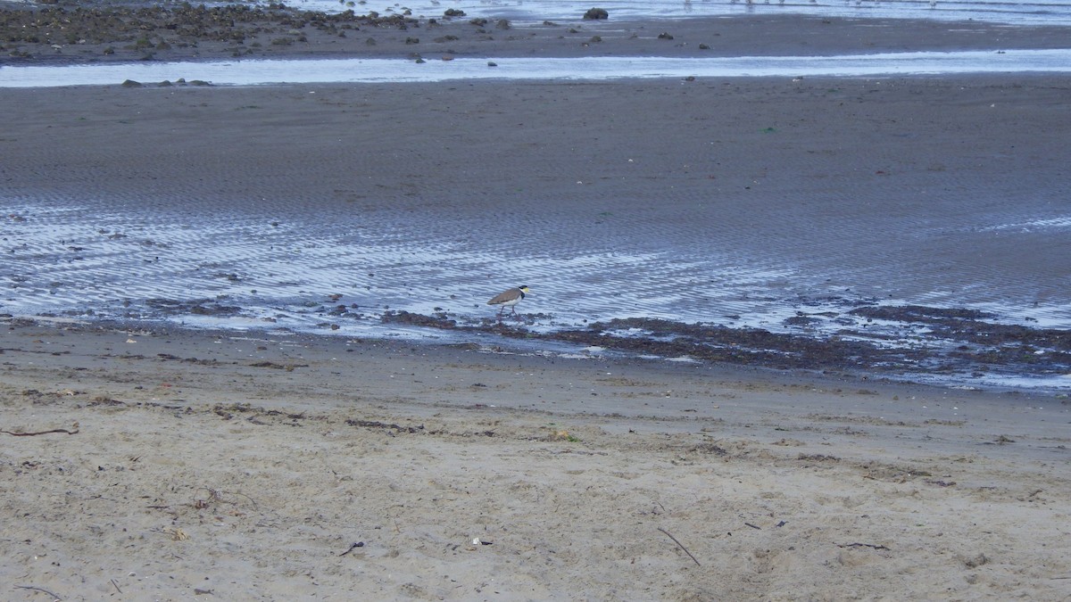 Hegabera maskaraduna - ML645769446