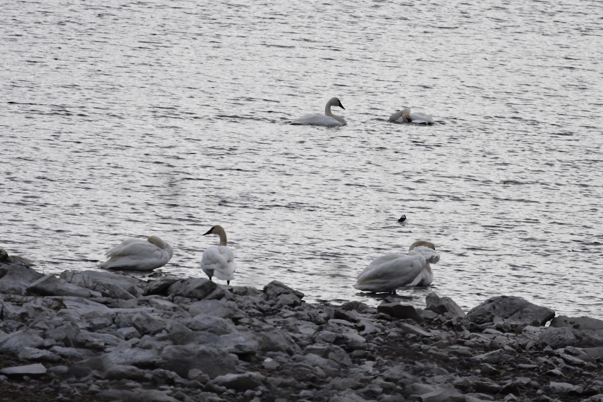 ナキハクチョウ - ML645769448