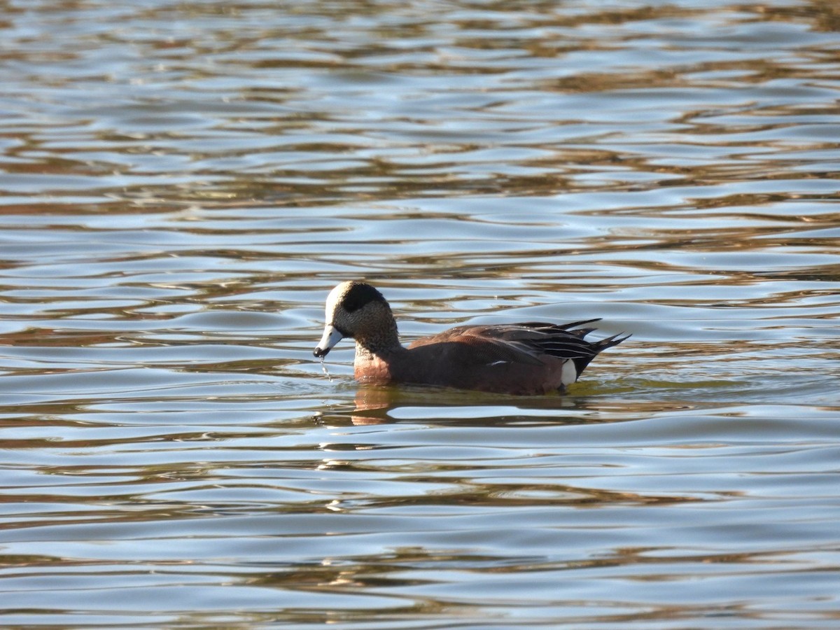 Свищ американський - ML645769485