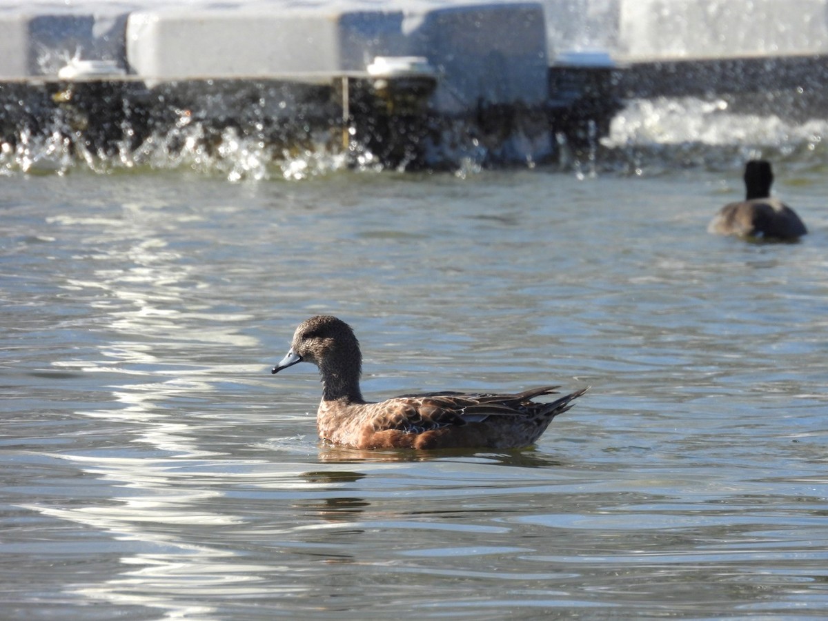 Свищ американський - ML645769495