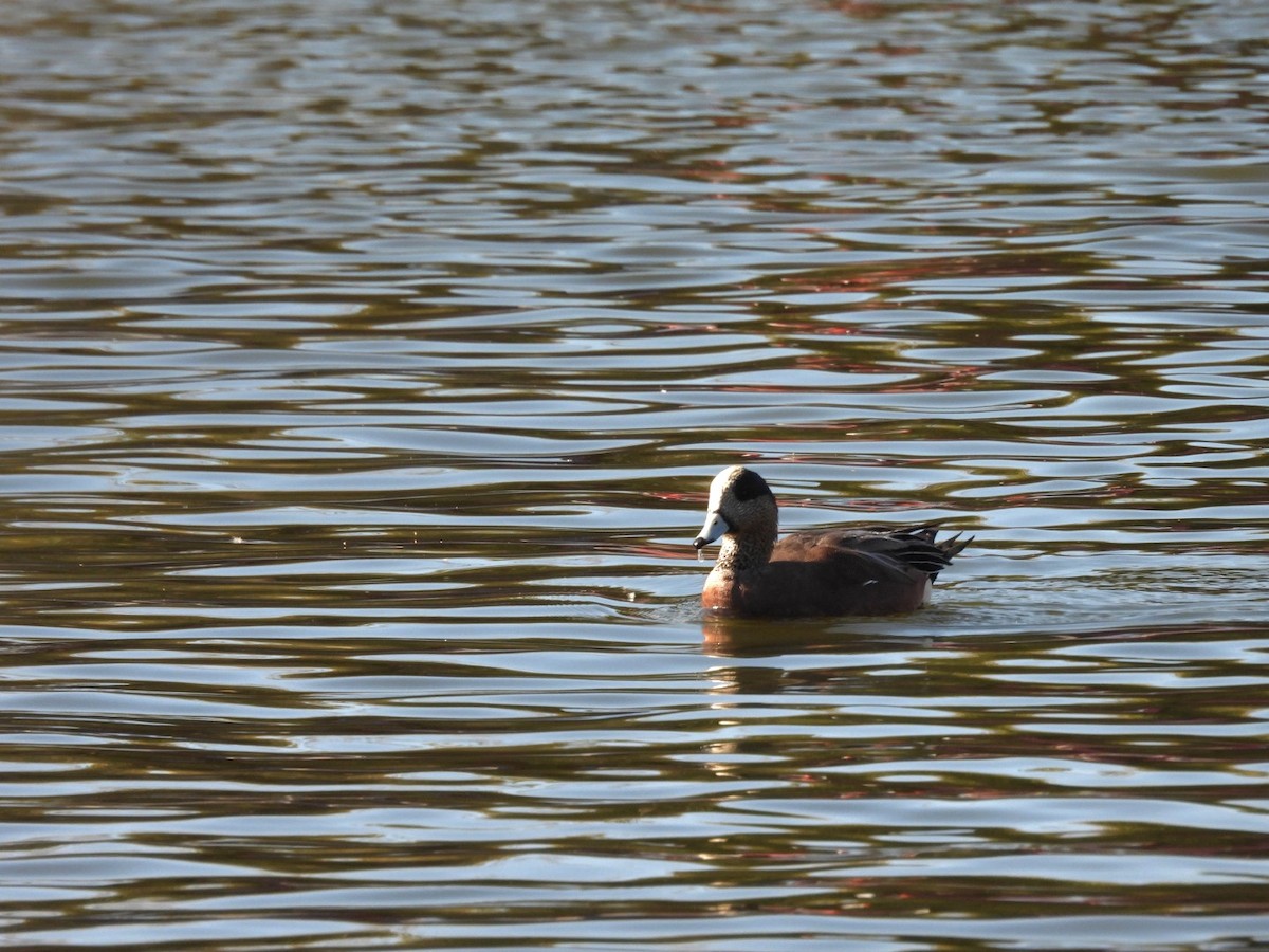 Свищ американський - ML645769503