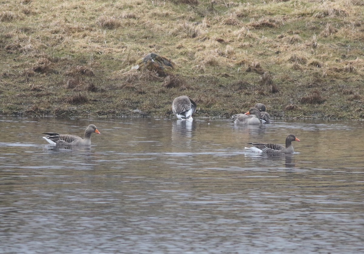 Graylag Goose - ML645769504