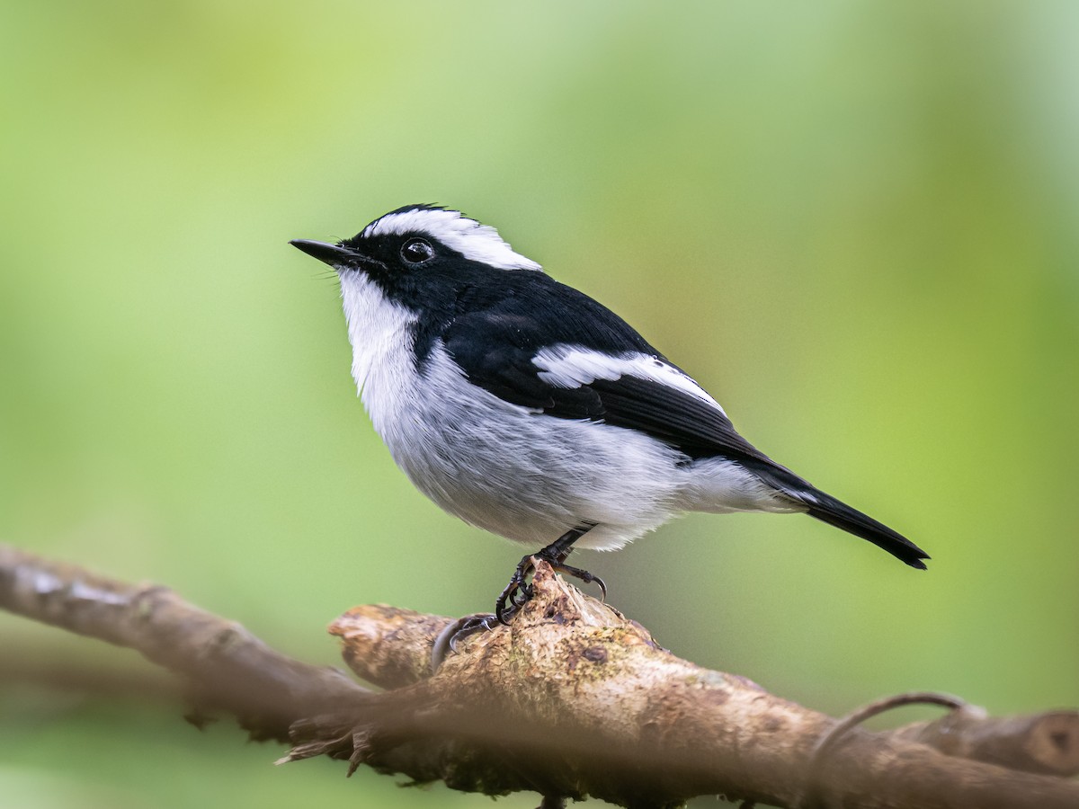 Little Pied Flycatcher - ML645769507