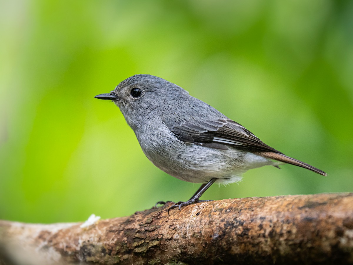 Little Pied Flycatcher - ML645769508
