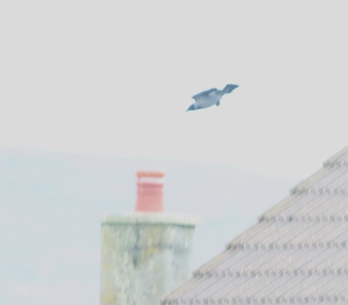 עורב אפור - ML645769538