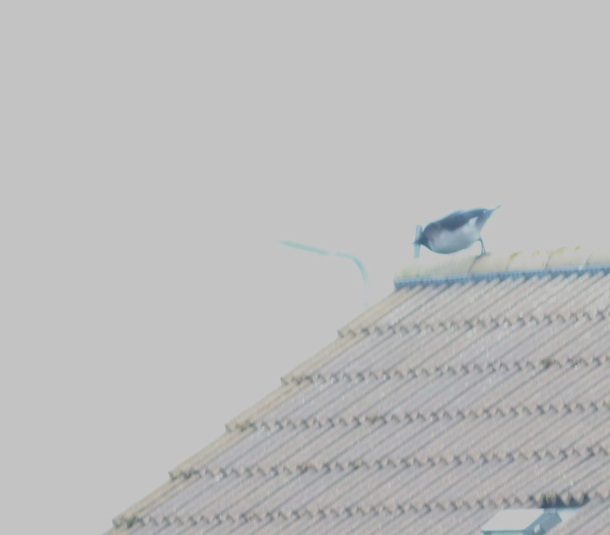 עורב אפור - ML645769539