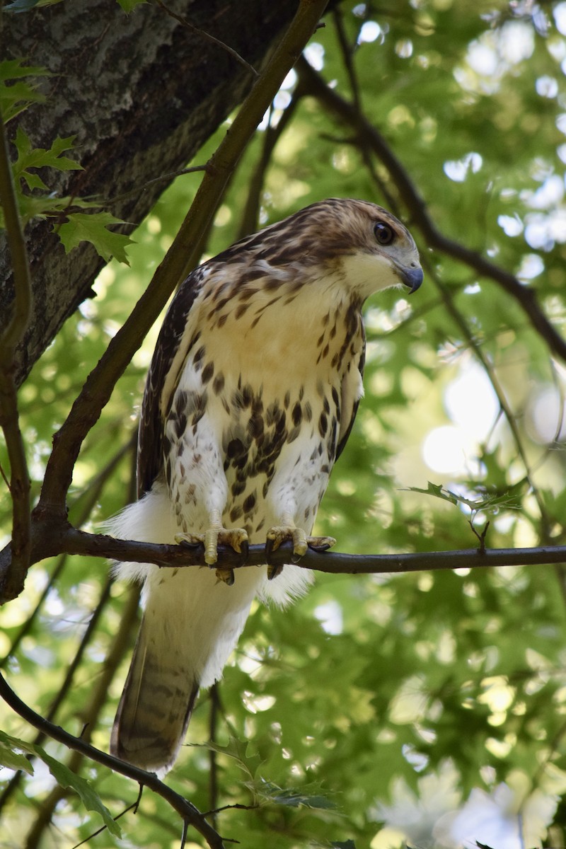 Яструб чорноголовий - ML645769540