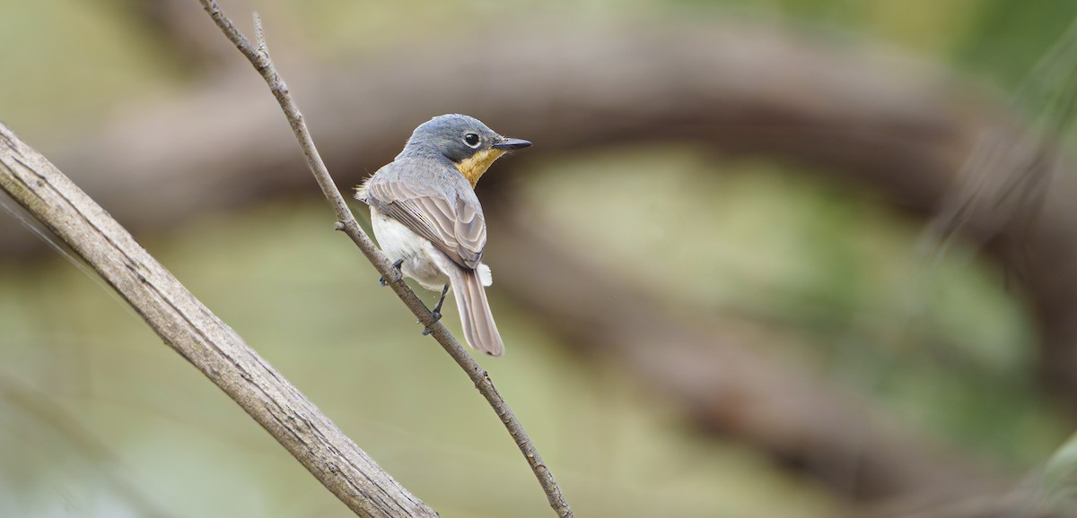 Leaden Flycatcher - ML645769545