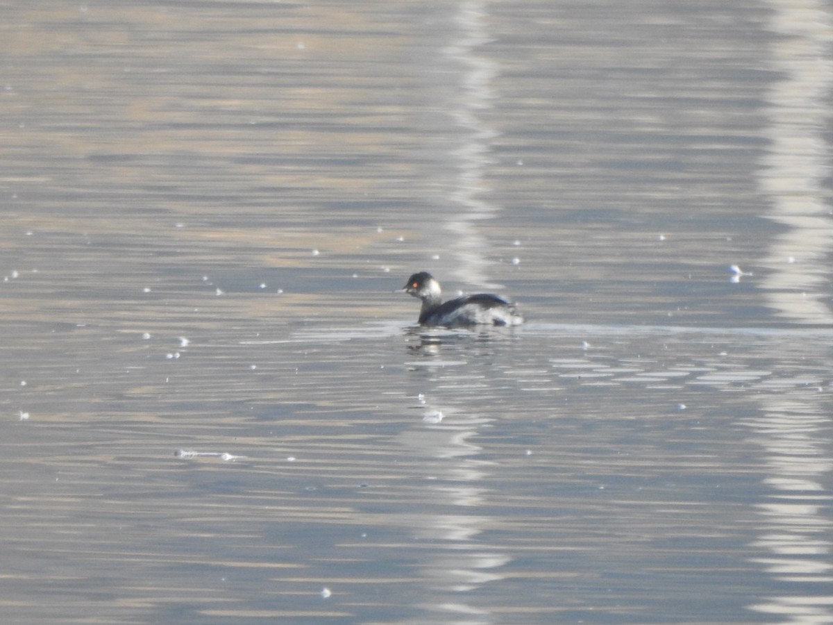 Eared Grebe - ML645769551