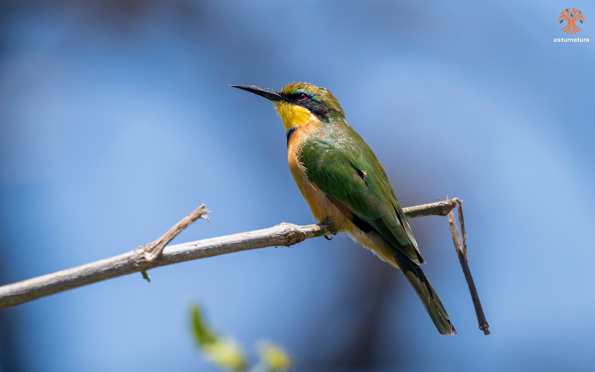 Little Bee-eater - ML645769553