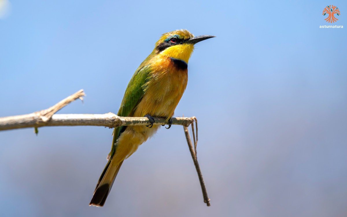 Little Bee-eater - ML645769554