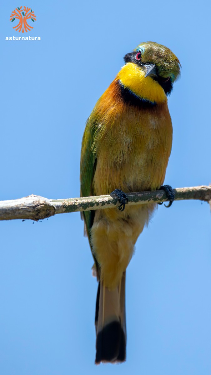 Little Bee-eater - ML645769555