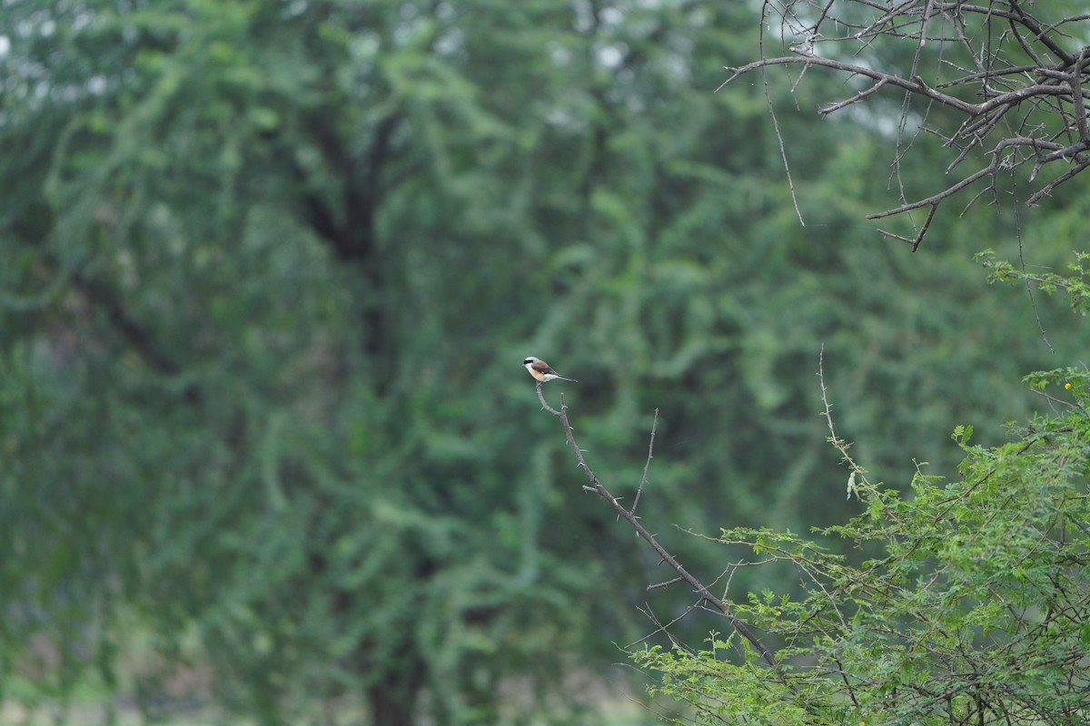 Bay-backed Shrike - ML645769557