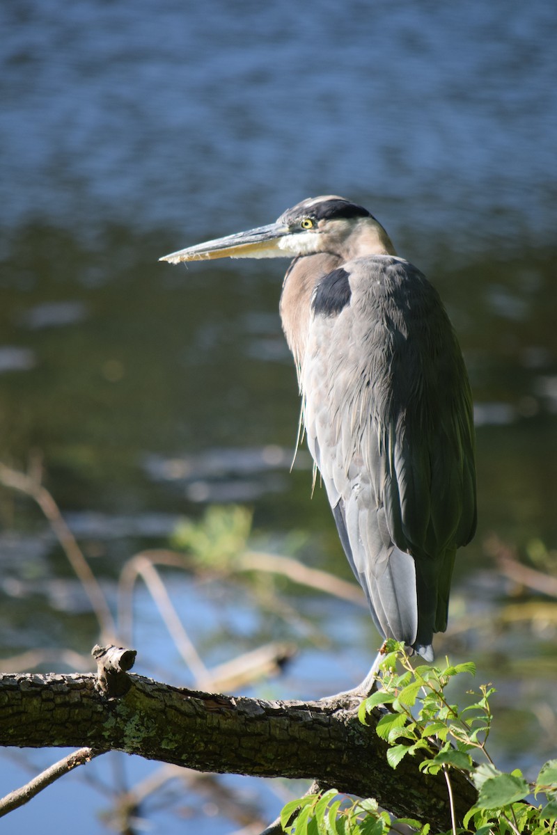 Great Blue Heron - ML645769574