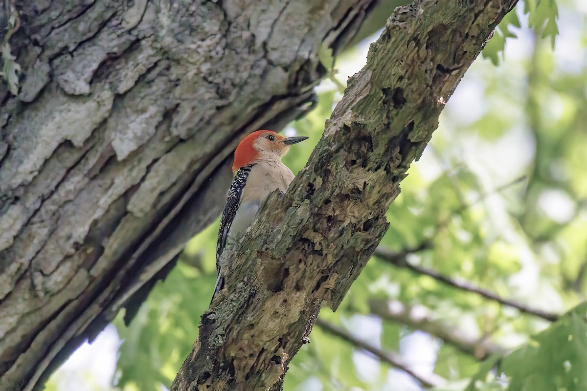 Carpintero de Carolina - ML645769599