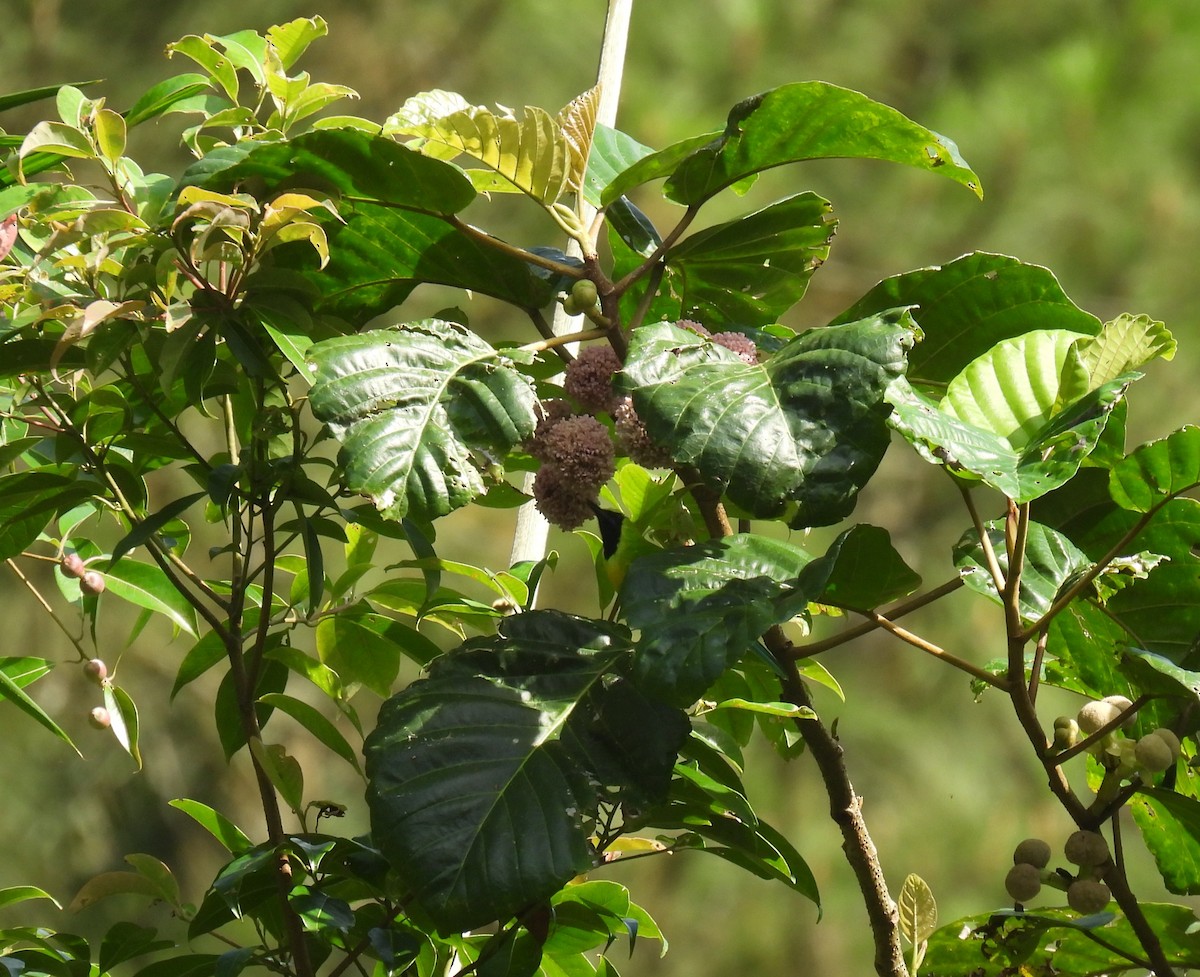 Javan Leafbird - ML645769600