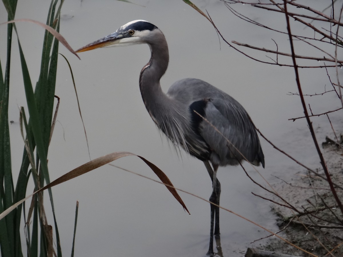 Great Blue Heron - ML645769605