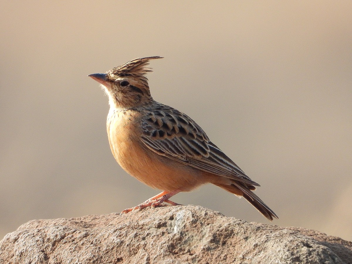 Tawny Lark - ML645769606