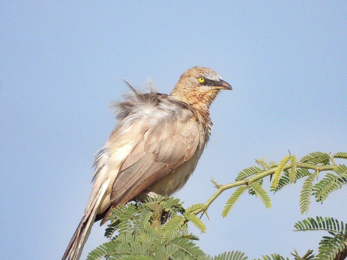 Large Gray Babbler - ML645769607