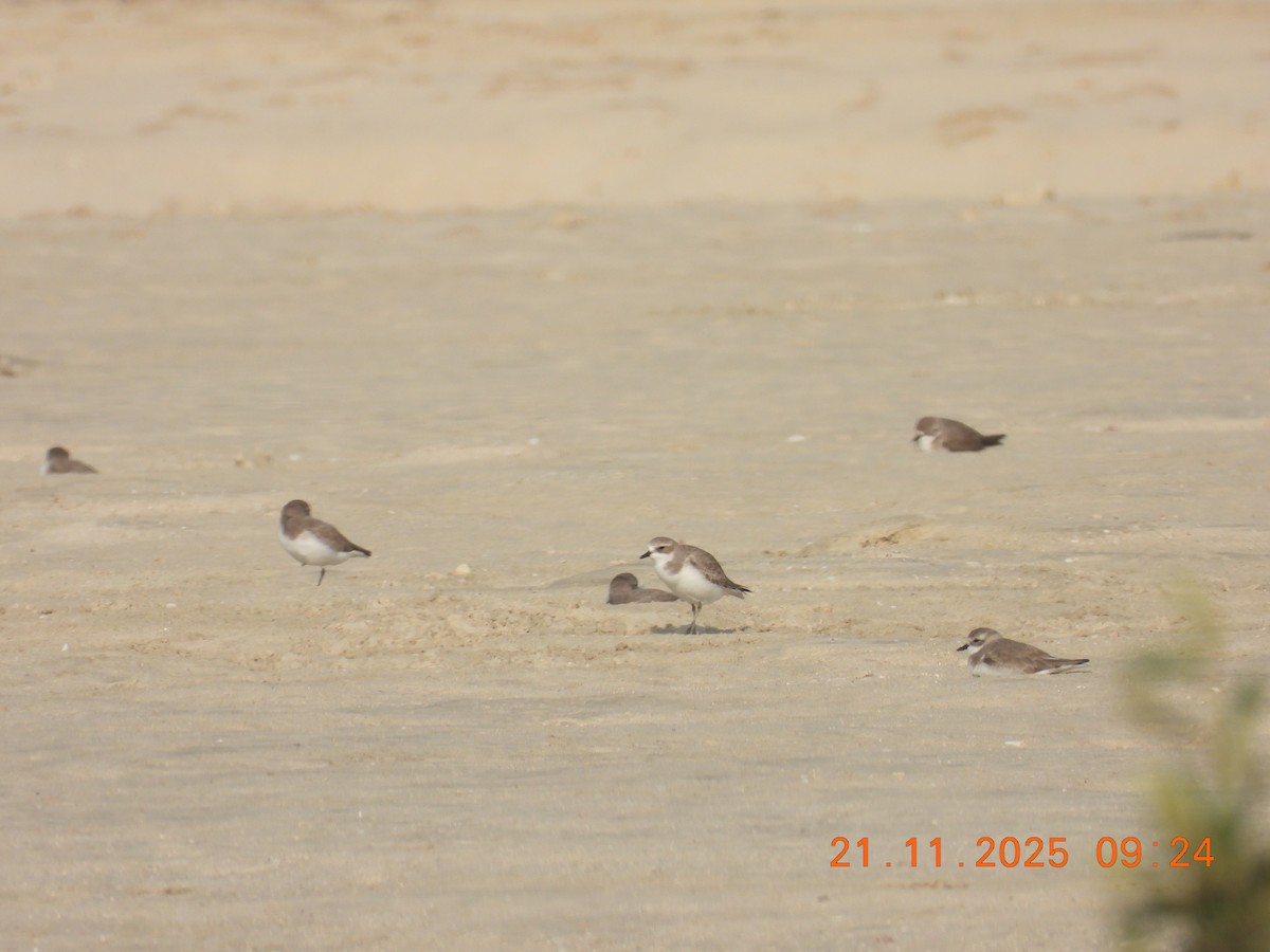 Tibetan Sand-Plover - ML645769608